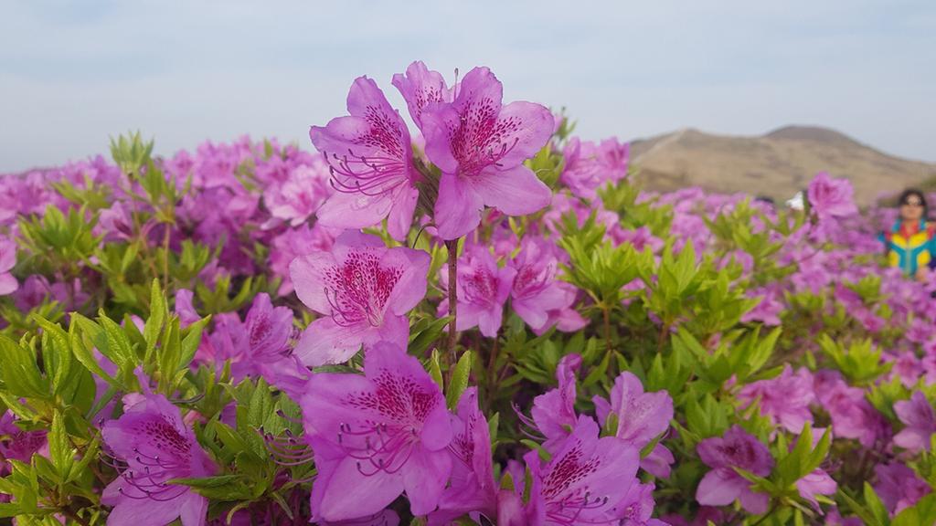 2019년 5월 6일 개화상황