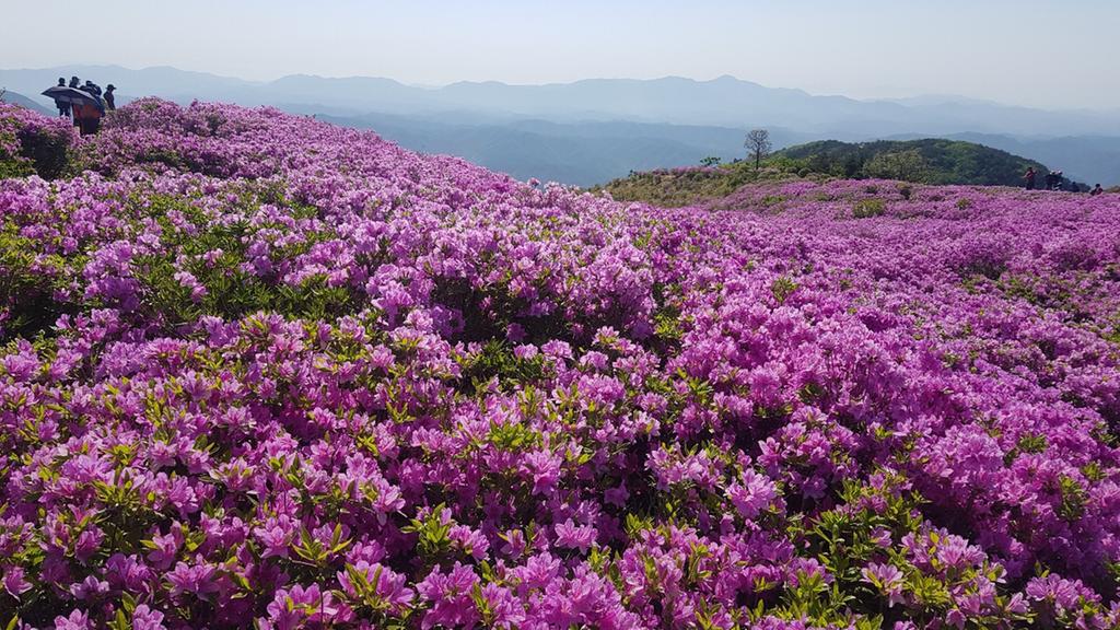 2019년 5월 7일 개화상황