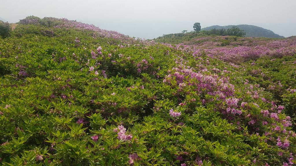 2019년 5월 15일 개화상황