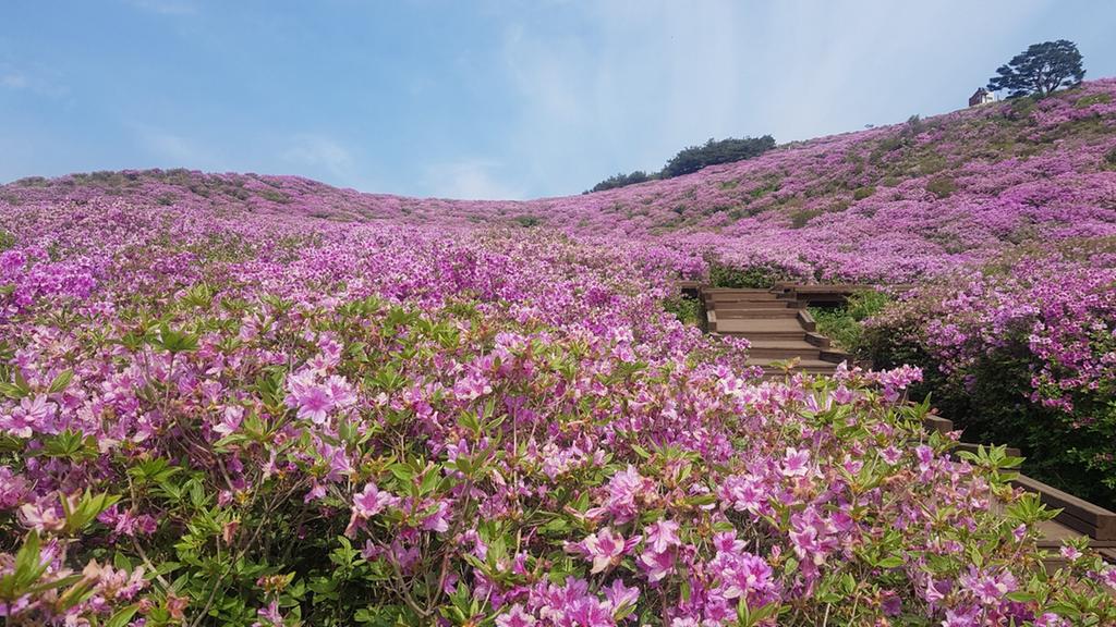 2019년 5월 15일 개화상황