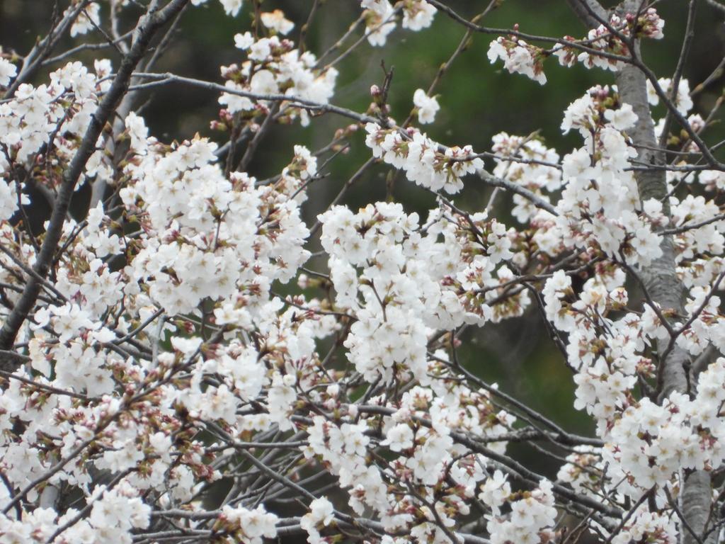 벚꽃