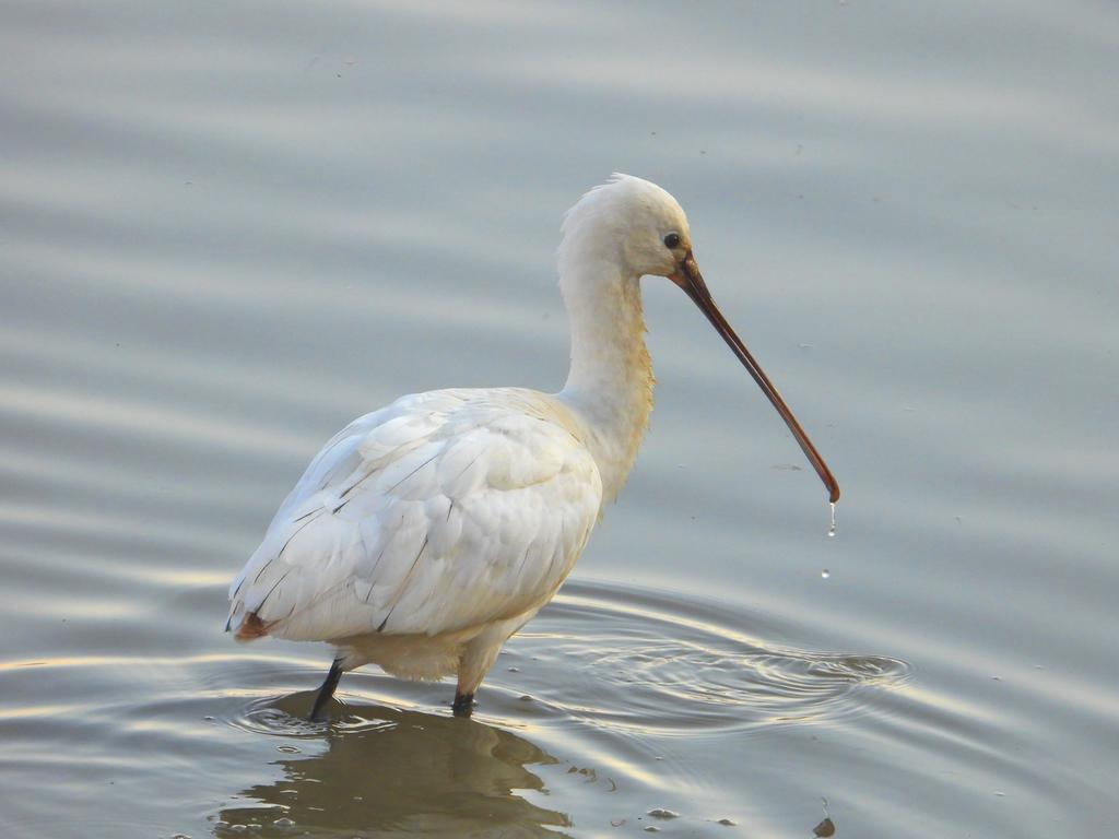 노랑부리저어새