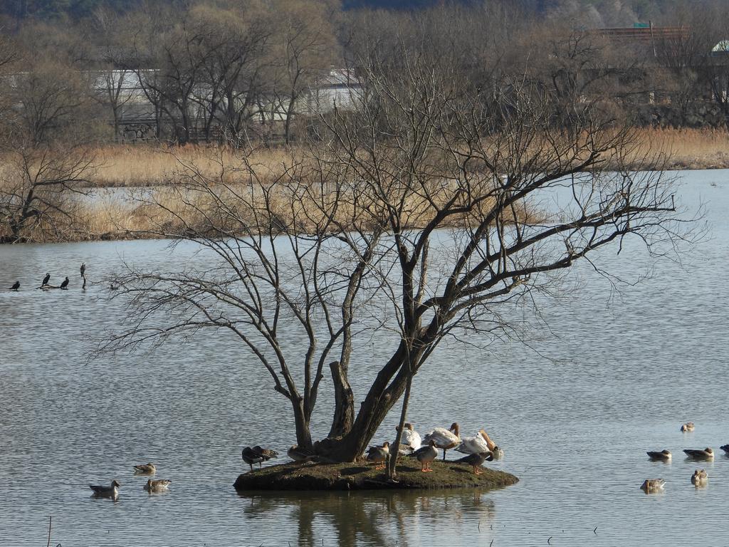 나무섬과철새들