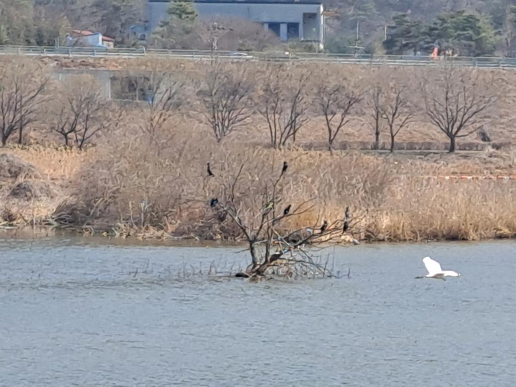 가마우지와 백로