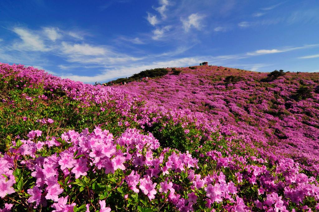 황매산 철쭉
