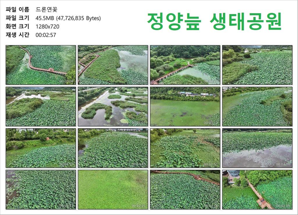 드론연꽃