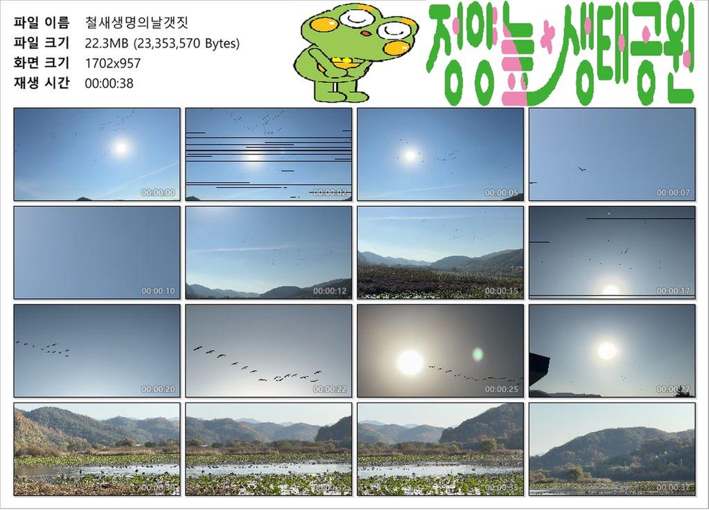 철새생명의날갯짓커버