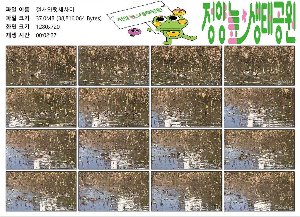 철새와텃새사이커버