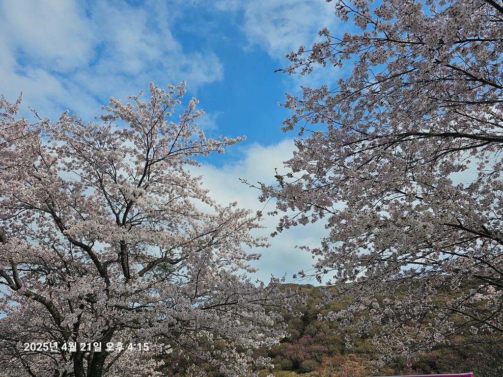 만개한 벚꽃