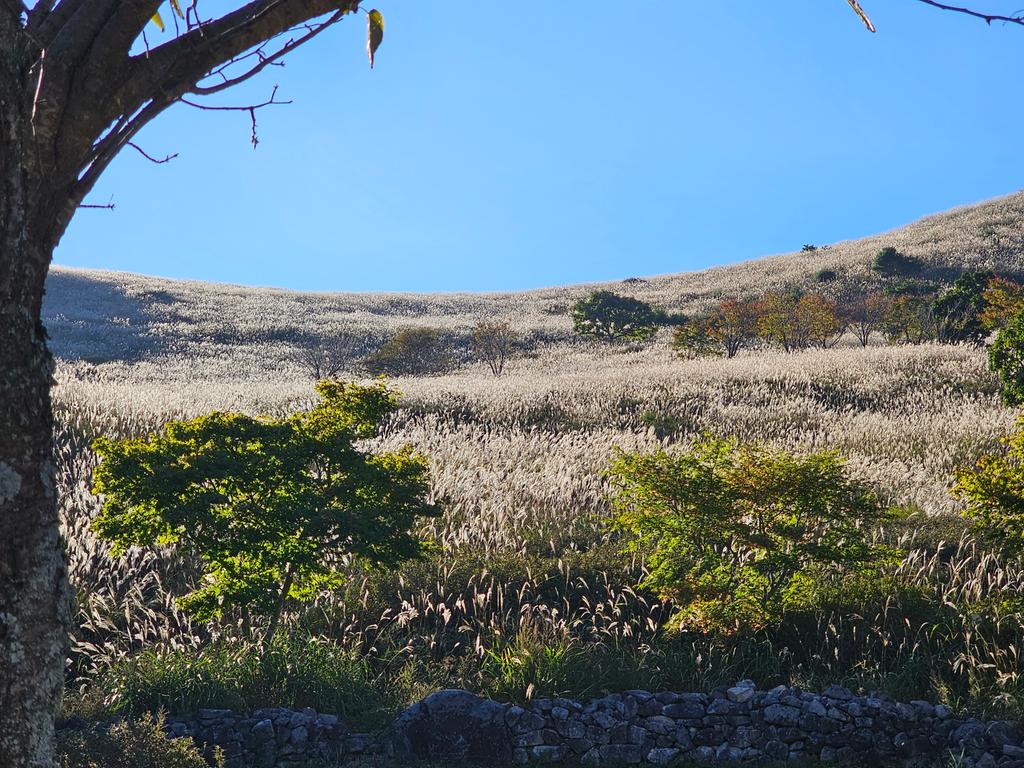 오후햇살...억새