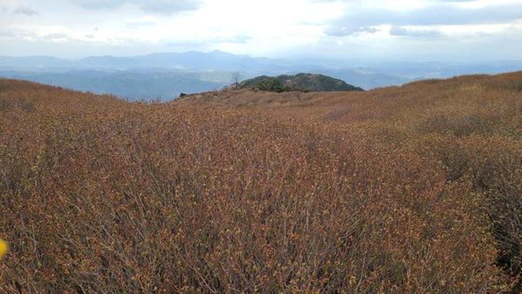1군락지(해발 800~830m)