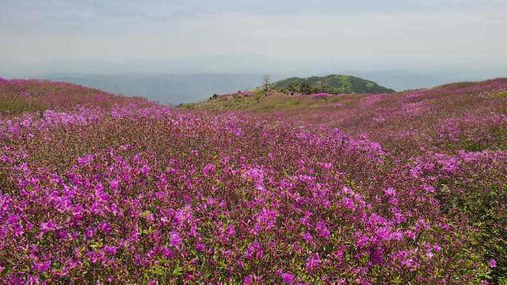 1군락지 (해발800-830)