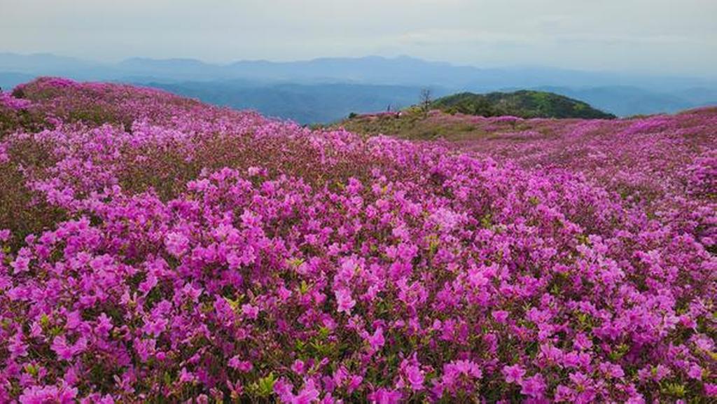 1군락지 (해발800-830)