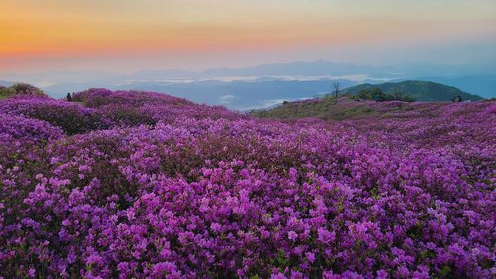1군락지 (해발800-830)
