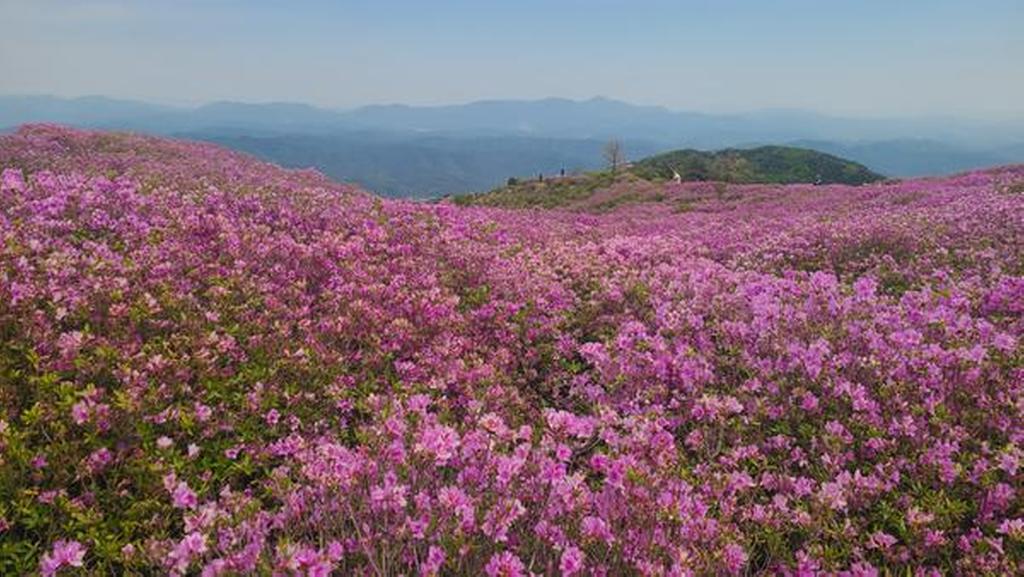 1군락지 (해발800-830)