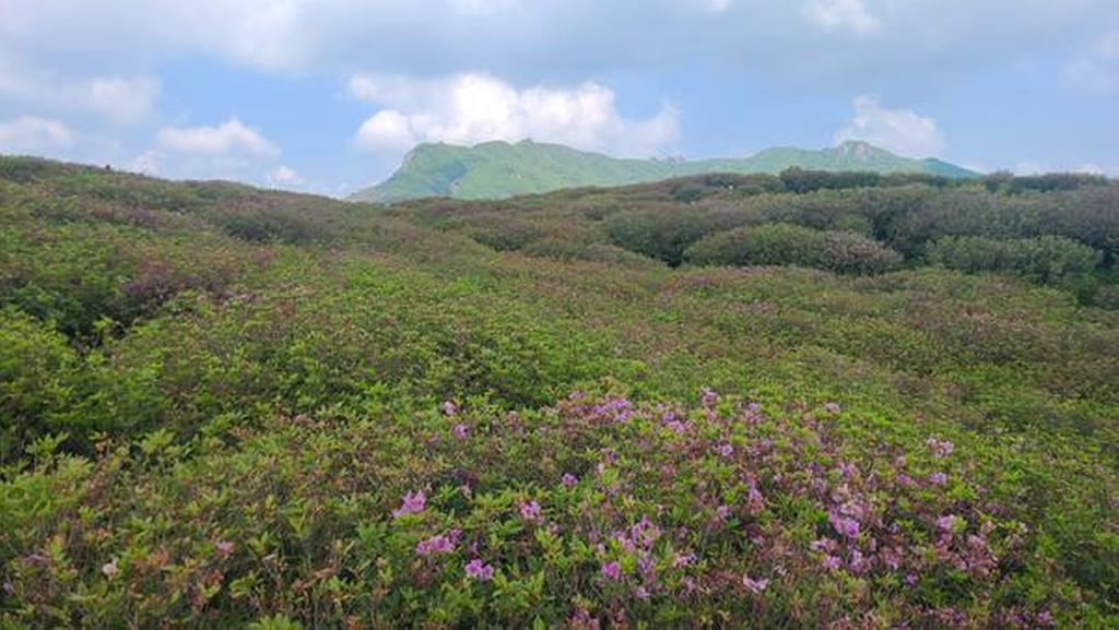 1군락지 (해발800-830)