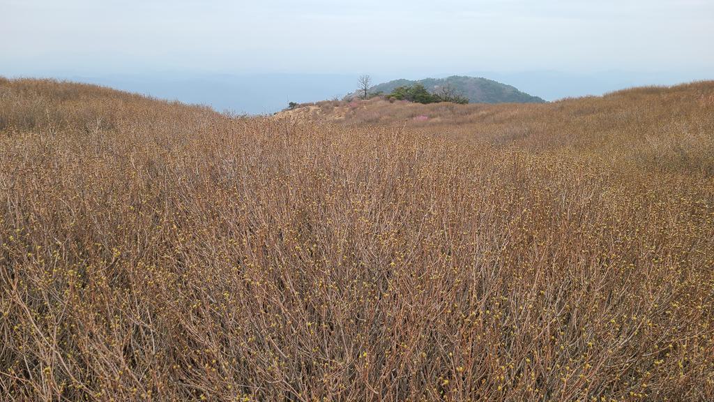 1군락지
