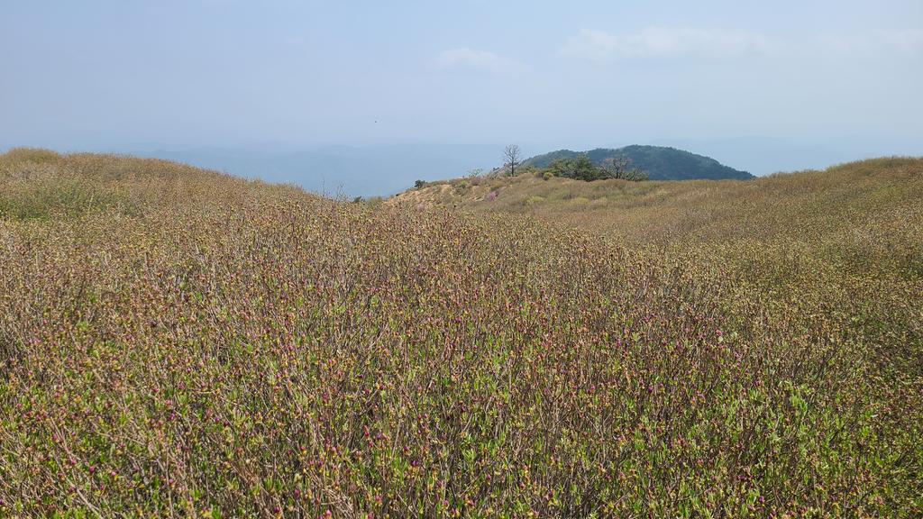 제1철쭉군락지