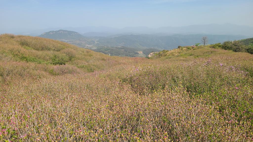 제1철쭉군락지