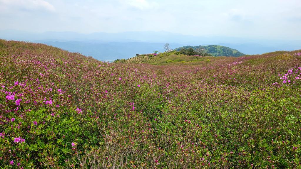 제1철쭉군락지