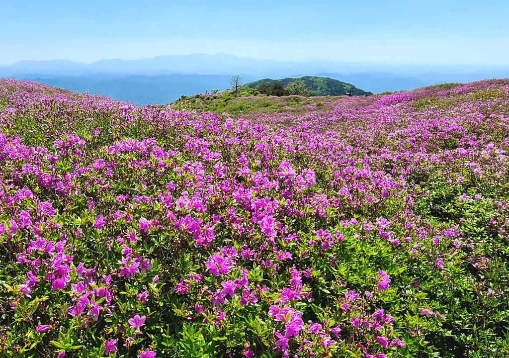 제1철쭉군락지