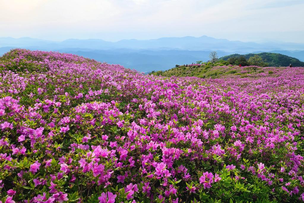 제1군락지