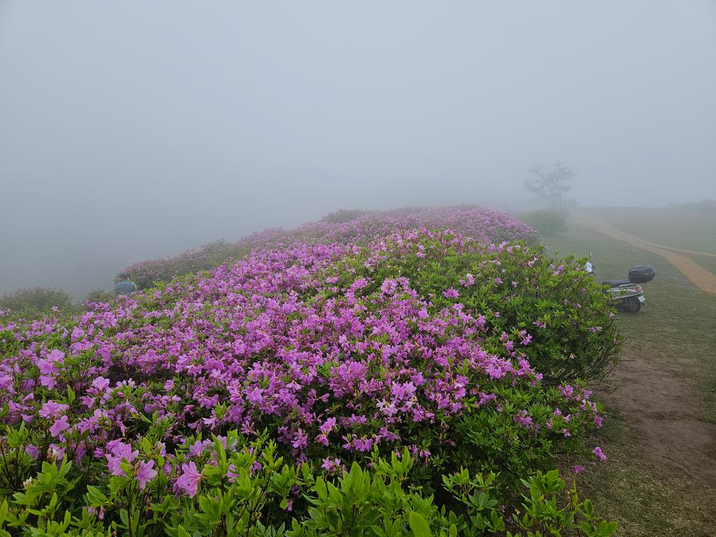 제1철쭉군락지