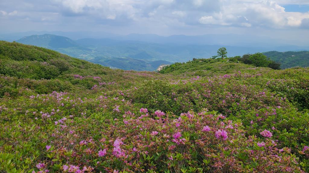 제1철쭉군락지