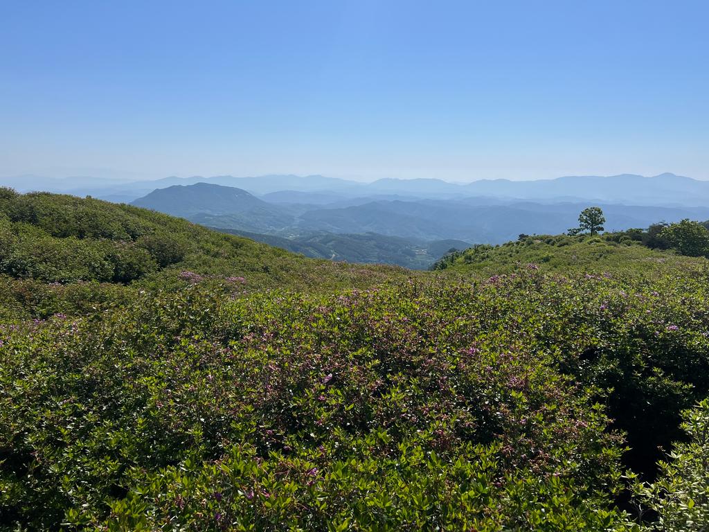 제1철쭉군락지