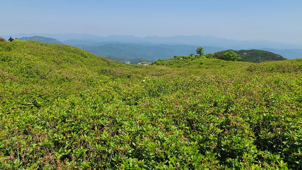 제1철쭉군락지