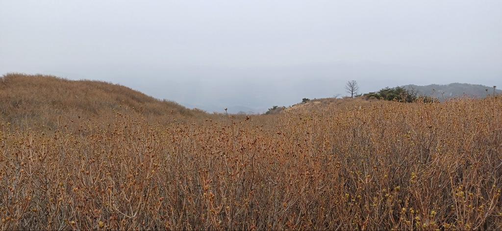 제1군락지