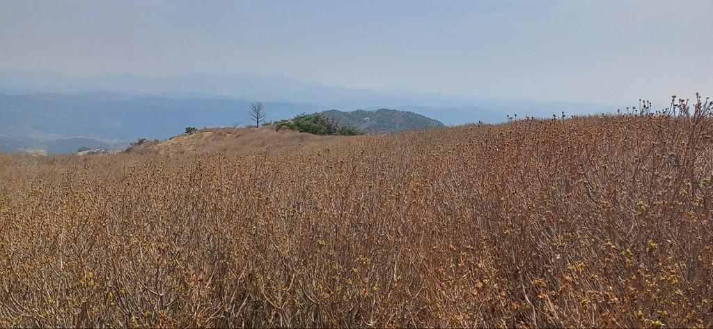 제1군락지