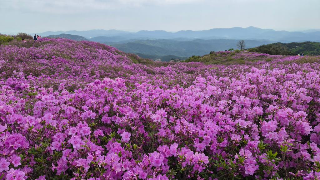 합천군청 황매산 철쭉 개화 현황 관련 이미지