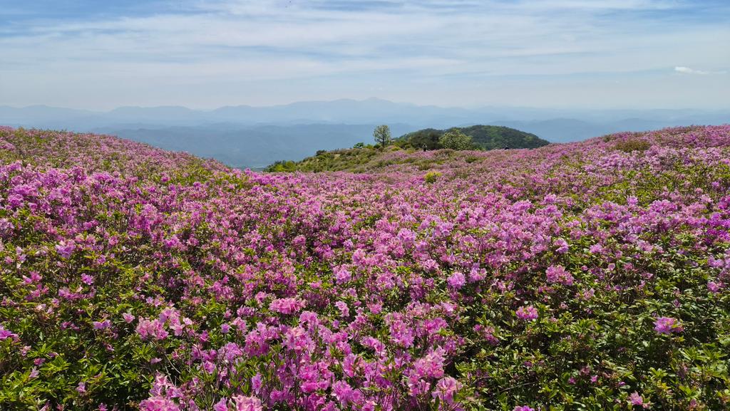 제1군락지