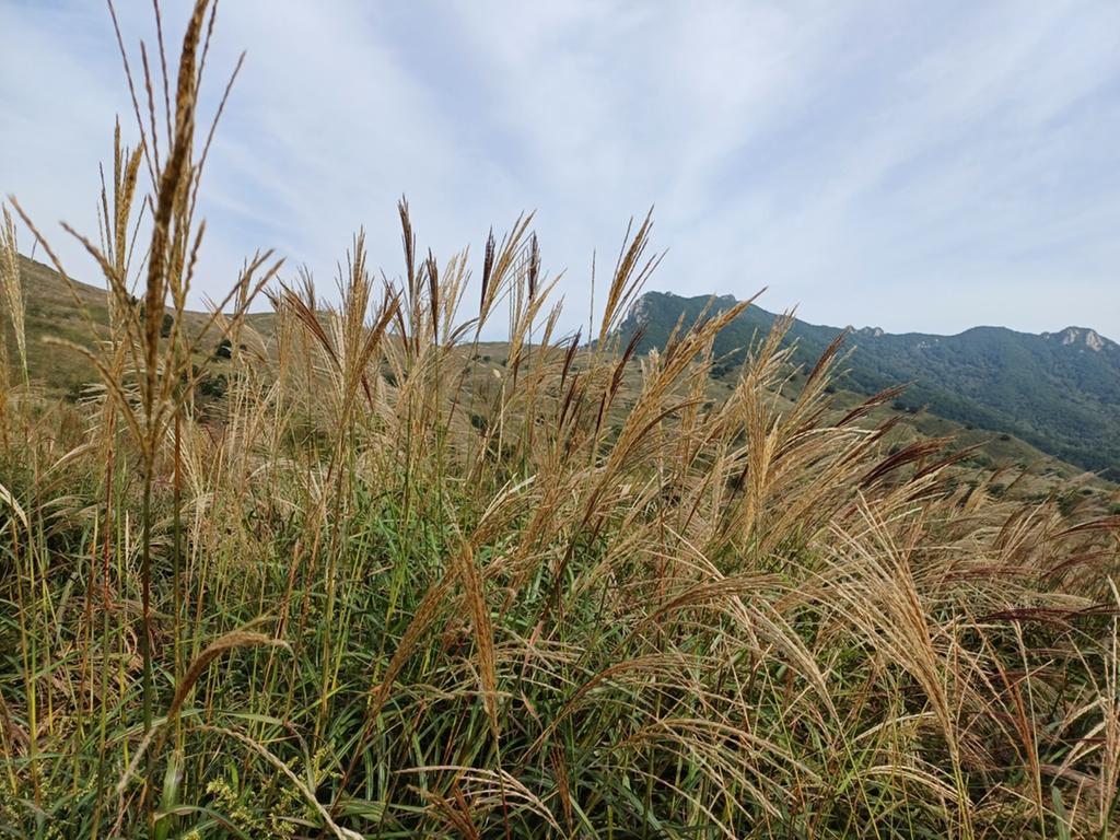 2023- 9-18  황매산 억새