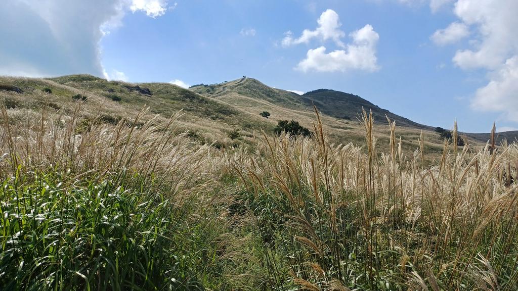 황매산  억새
