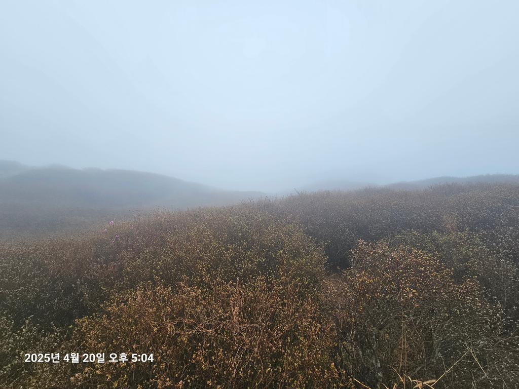 1군락지개화현황