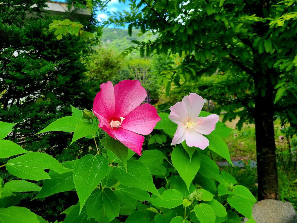 부용