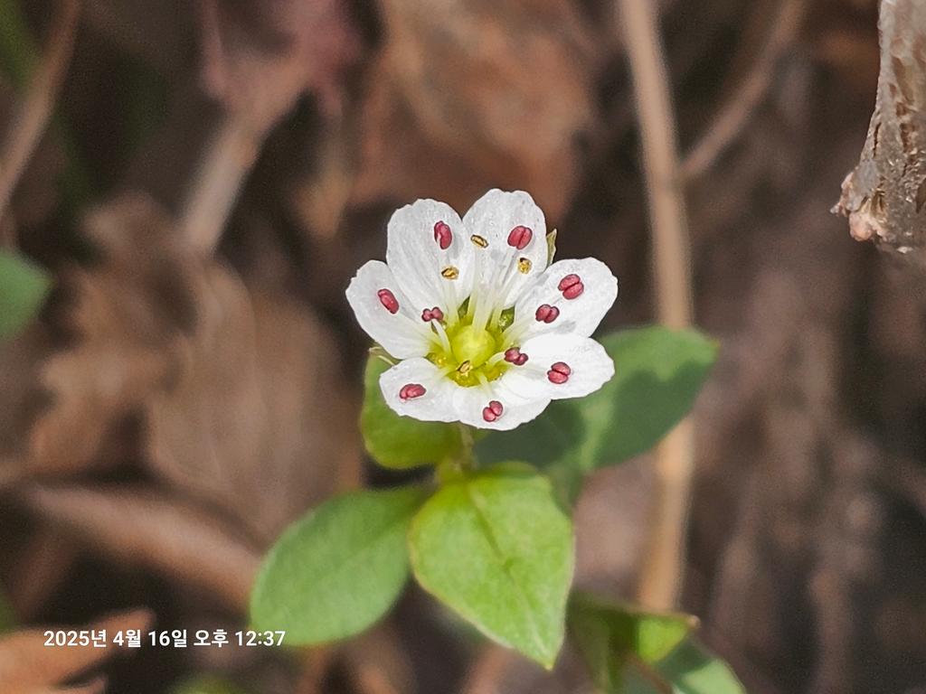 큰개별꽃은 꽃잎의 갈라짐이 없어요