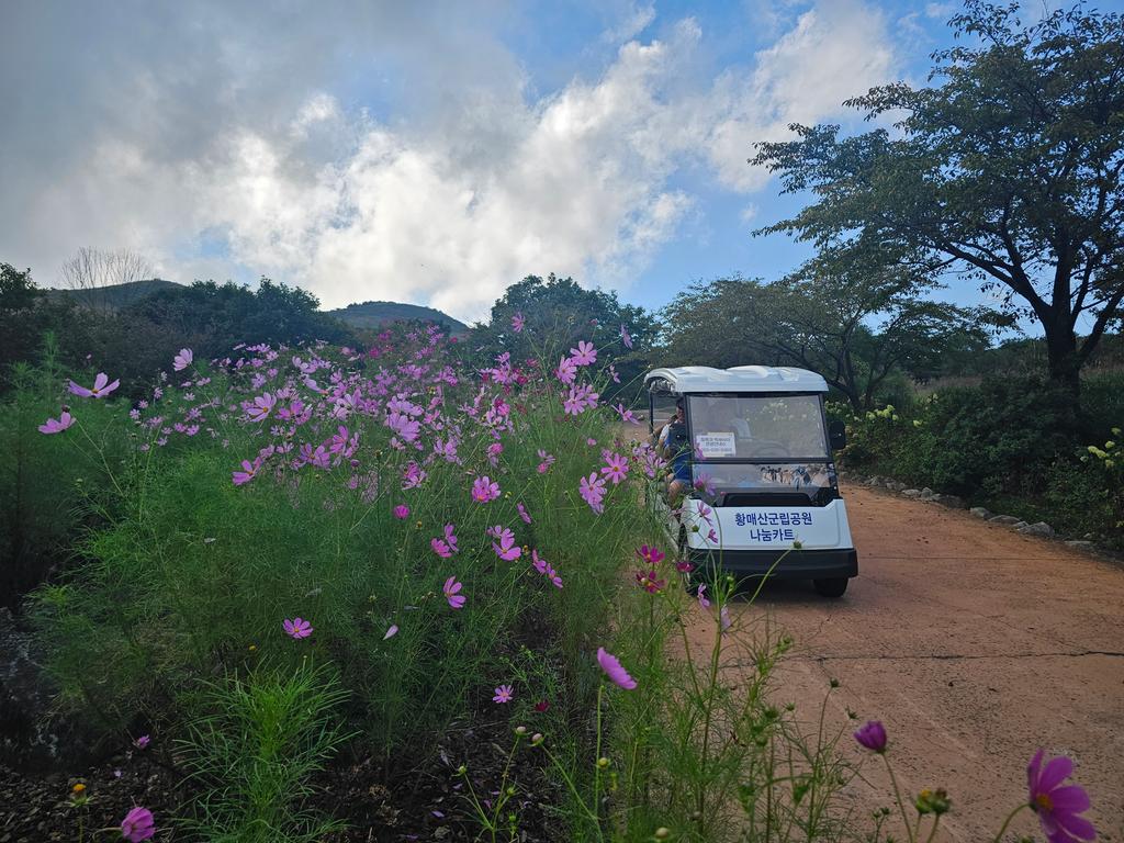 가을꽃 코스모스옆에서...