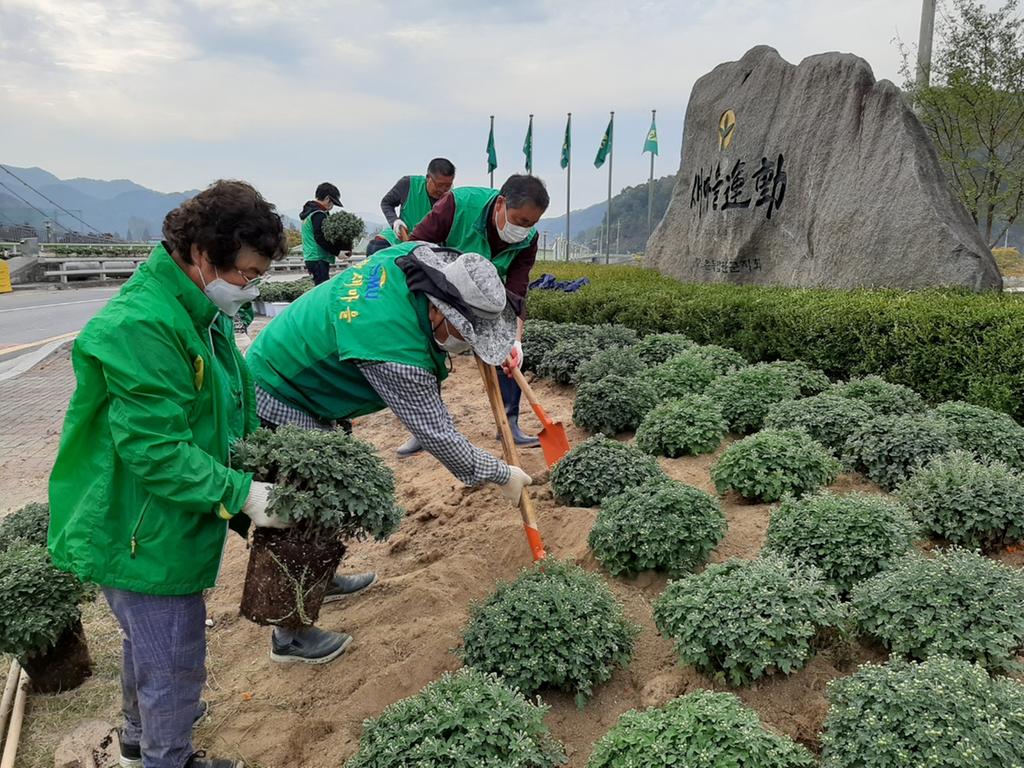 새마을운동합천군지회, 가을맞이 국화꽃 화단 조성