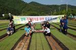양파 기계정식을 위한 육묘 연시회 개최