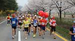 제15회 합천벚꽃마라톤대회, 벚꽃으로 환상을 이루다