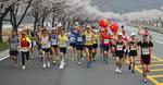 제15회 합천벚꽃마라톤대회, 벚꽃으로 환상을 이루다