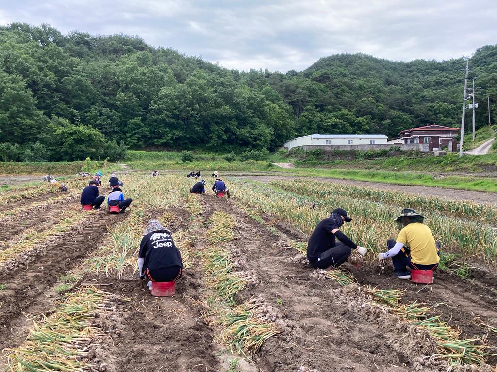 합천군 재무과, 마늘 수확 일손돕기에 '구슬땀’