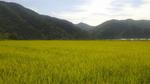 가회면 황매산이 키운 최고의 고품질 친환경 쌀 작황 양호 