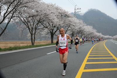 일본 미토요시 마라톤동호회 합천 벚꽃마라톤 참가