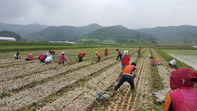 합천군자원봉사협의회, 양파수확 봉사활동 펼쳐