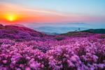 산상화원, 분홍빛 꽃이불 덮은 황매산으로 가자! 