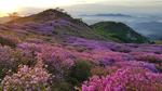 산상화원, 분홍빛 꽃이불 덮은 황매산으로 가자! 